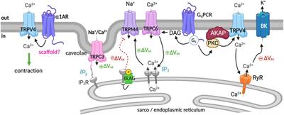 Ion channel molecular complexes in vascular smooth muscle